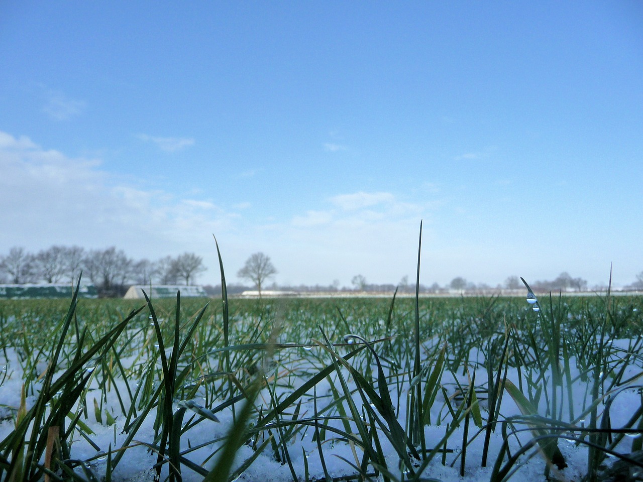 nature snow winter free photo