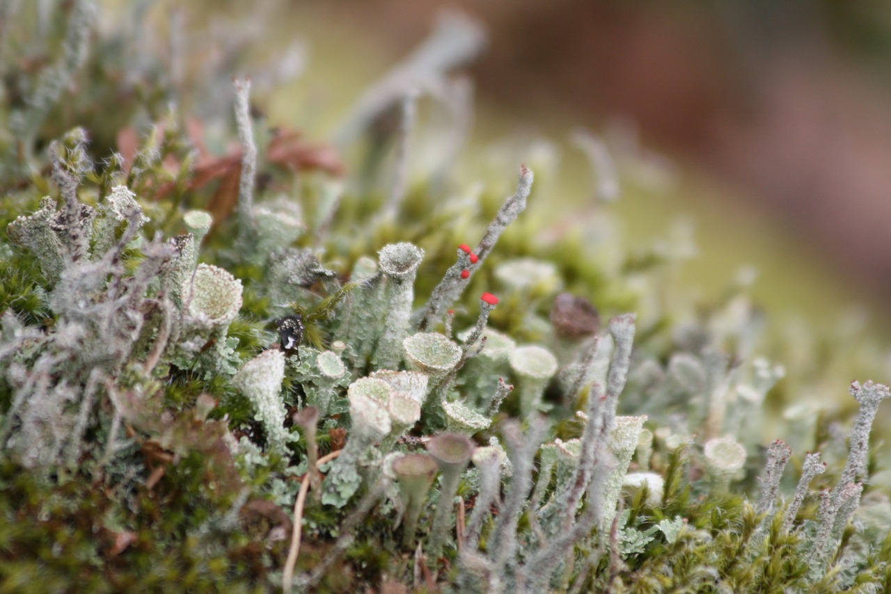 nature plant outdoor free photo