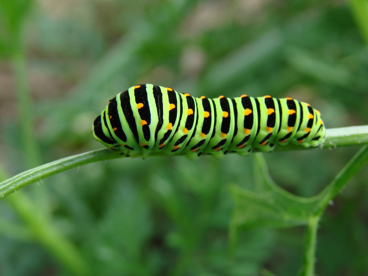 nature green caterpillar free photo