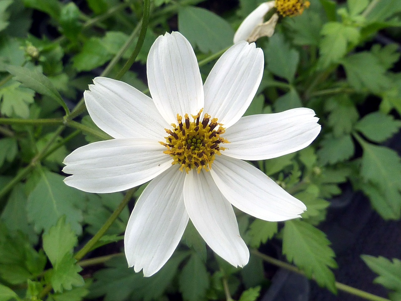 nature flower white free photo