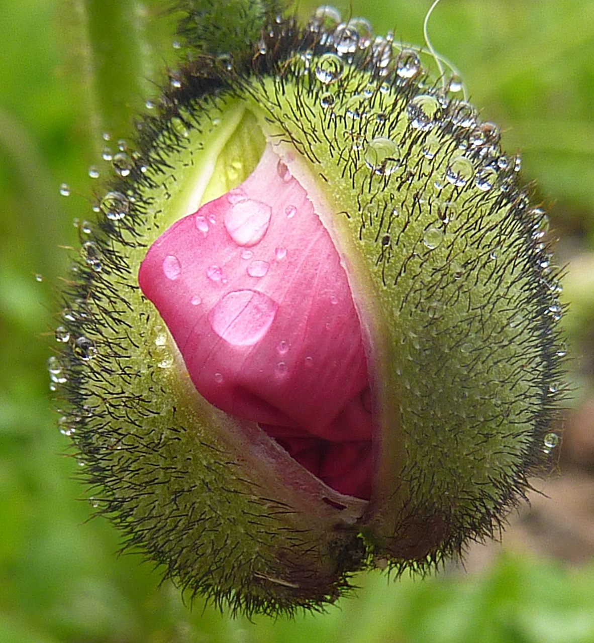 nature flower hairy free photo