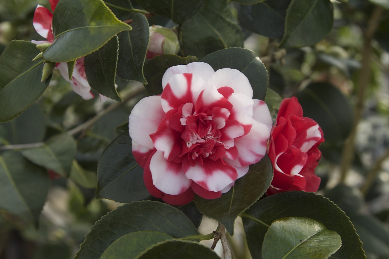 nature flower camellia free photo