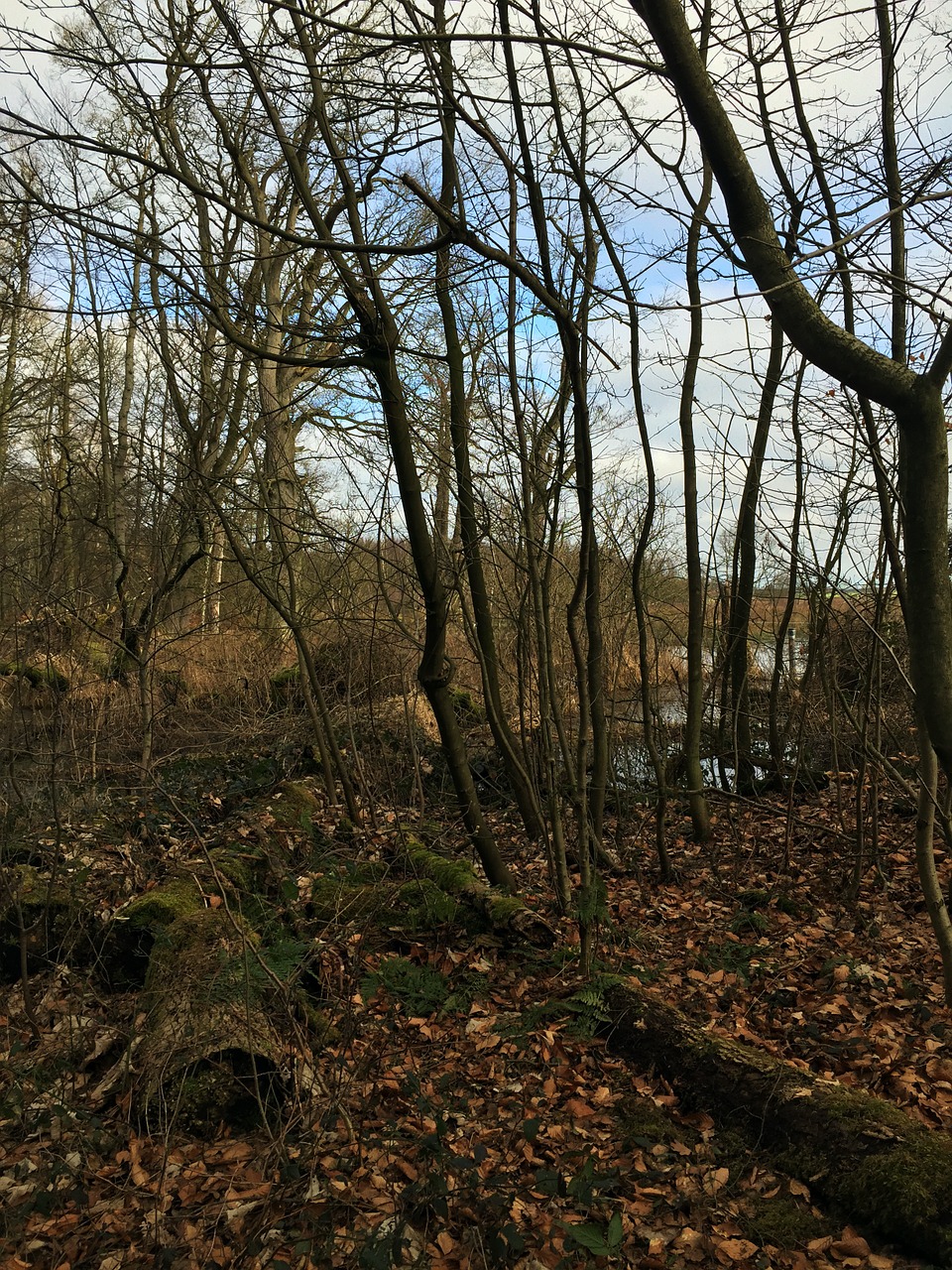 nature forest autumn free photo