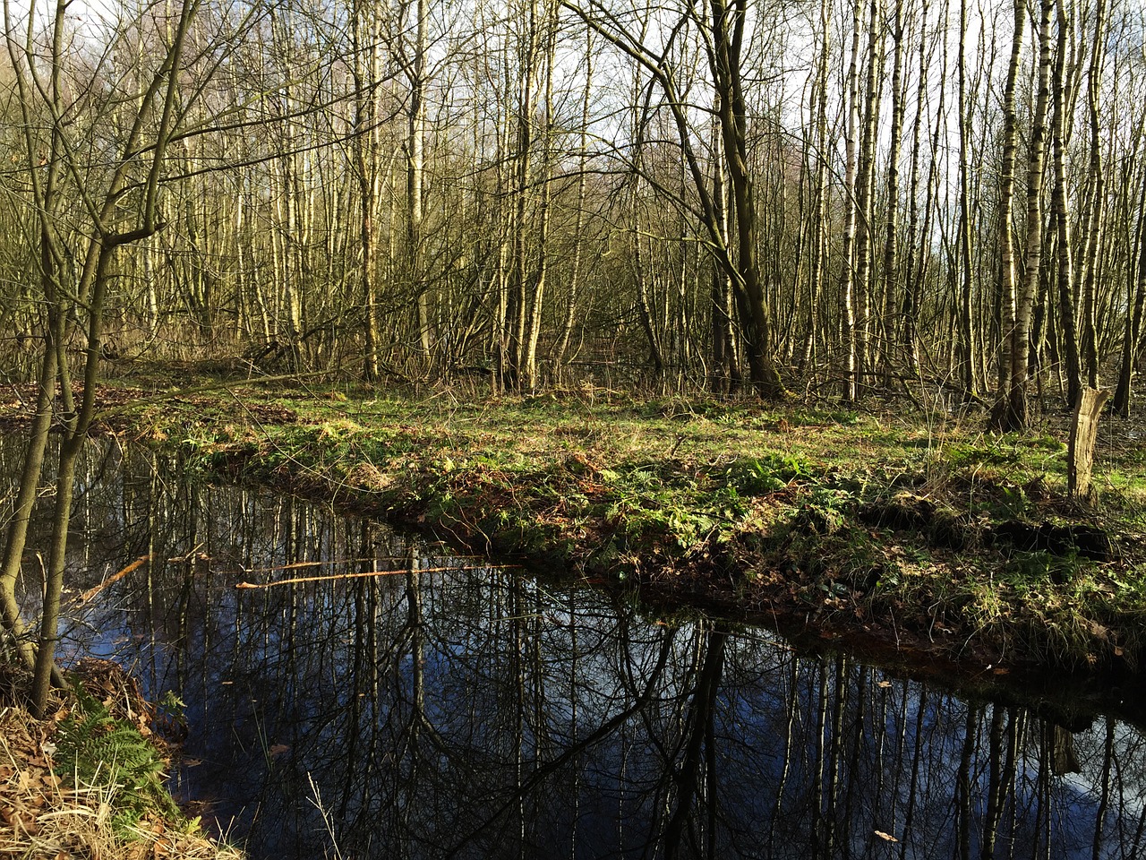 nature forest autumn free photo