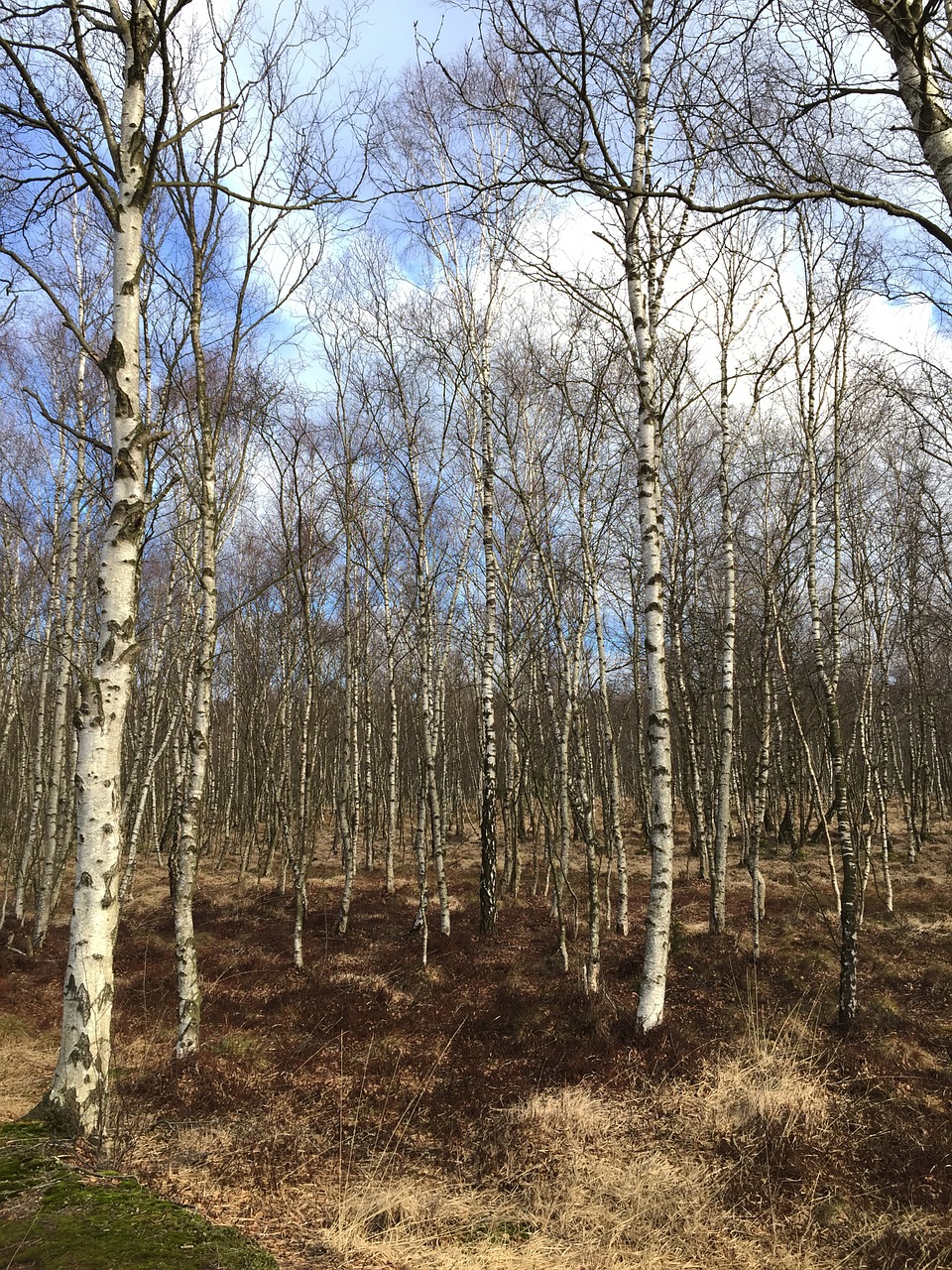 nature forest autumn free photo