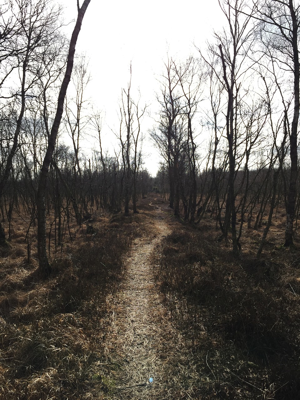 nature forest autumn free photo