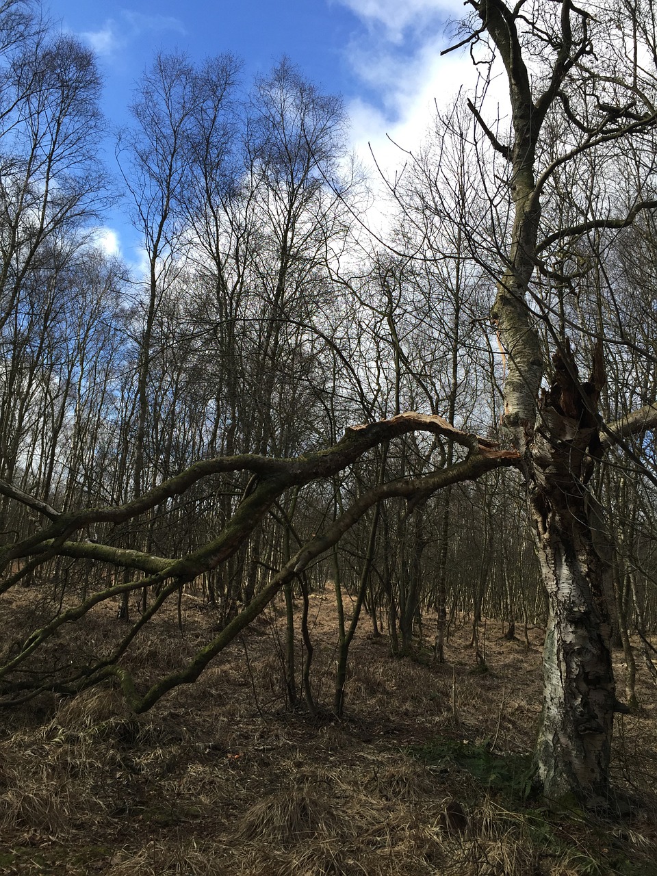 nature forest autumn free photo