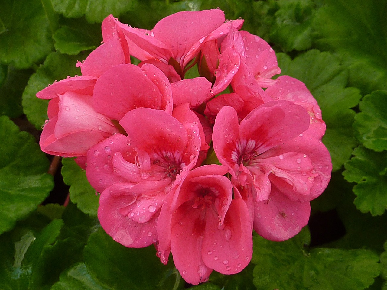 nature flower geranium free photo