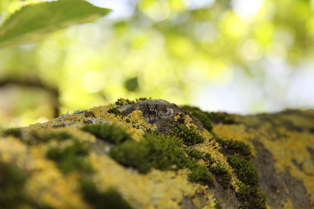 nature tree bark free photo