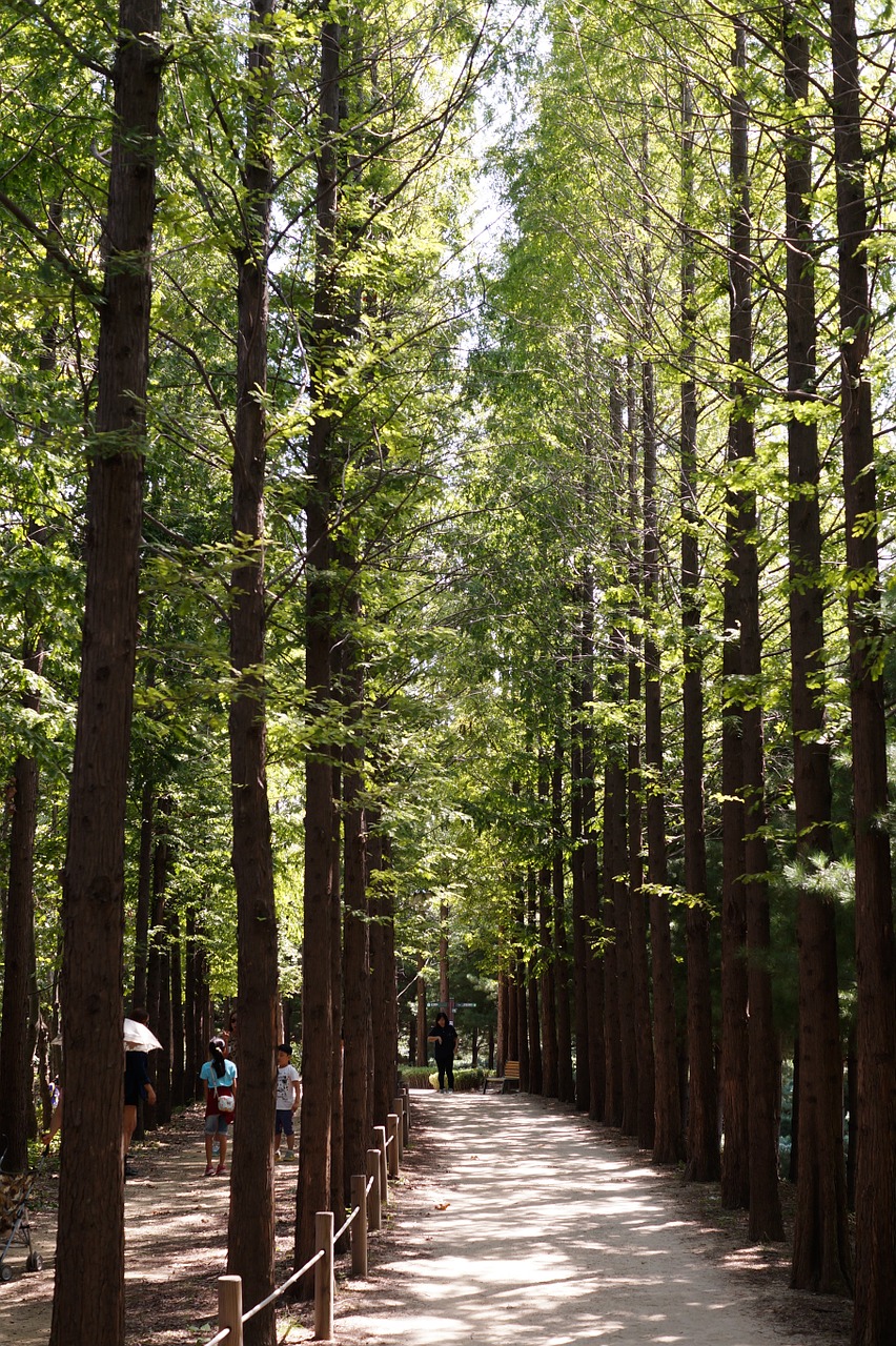 nature forest wood free photo