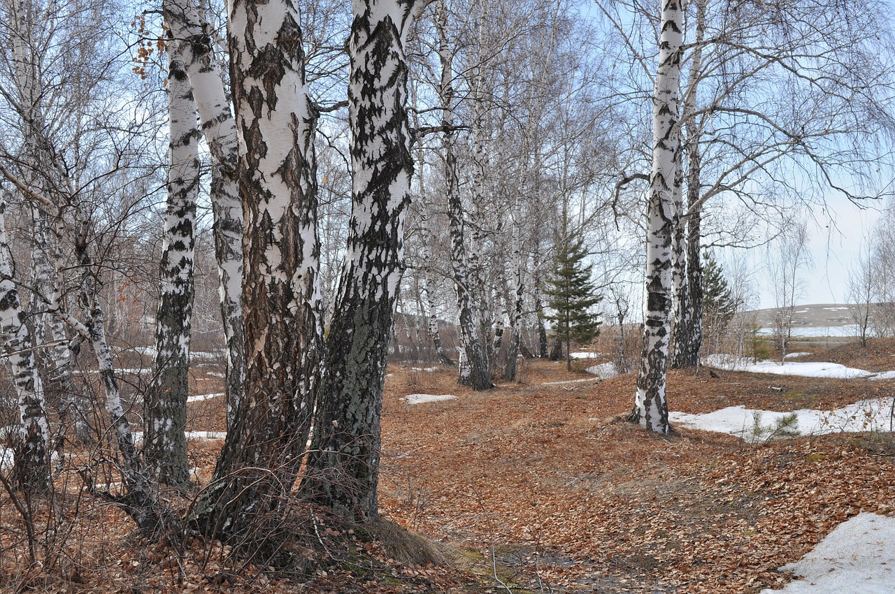 nature snow trees free photo