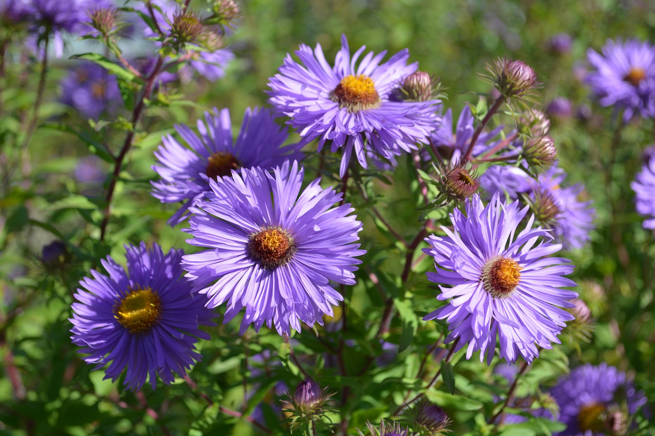 nature garden flowers free photo