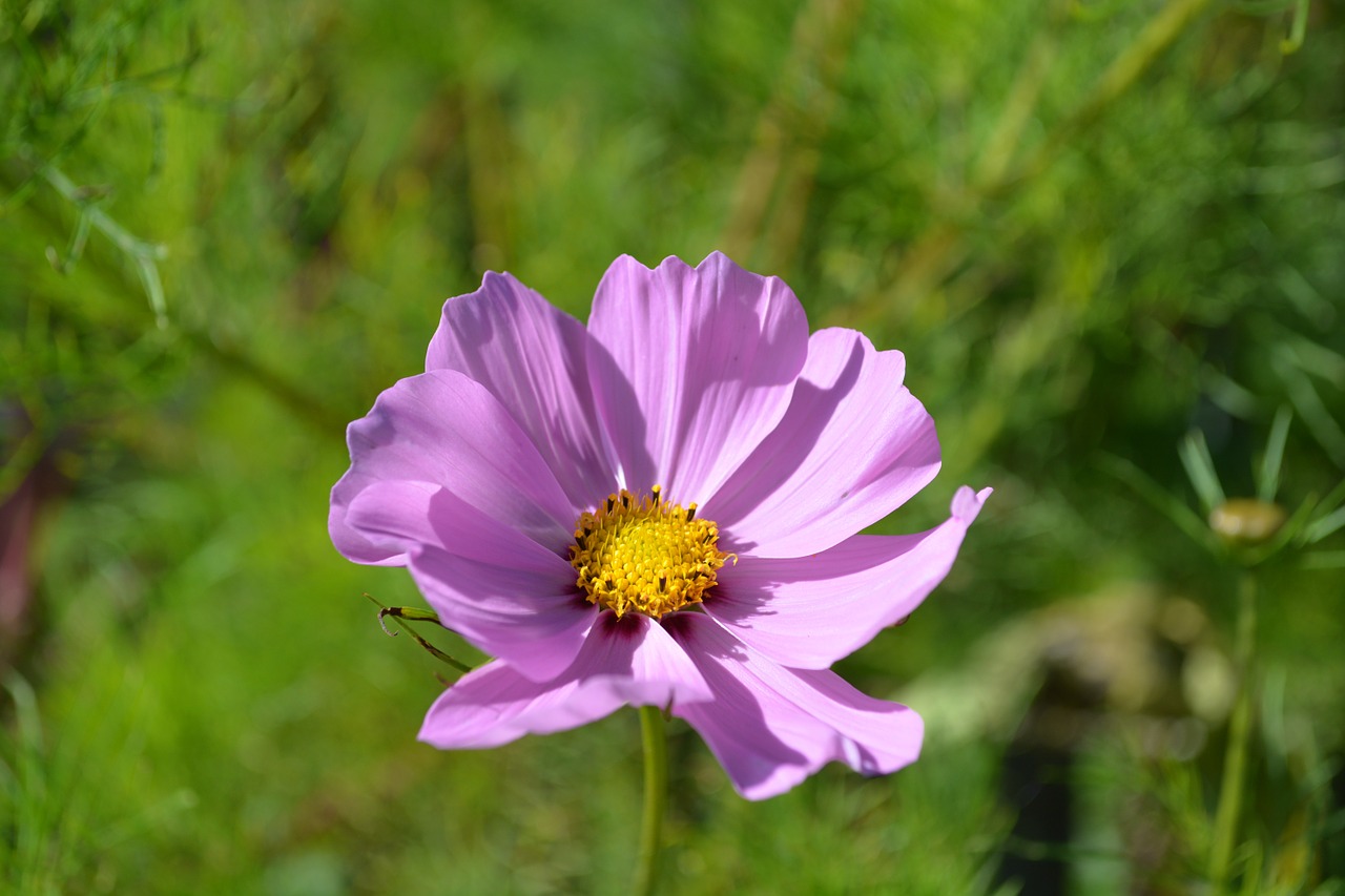 nature garden flowers free photo