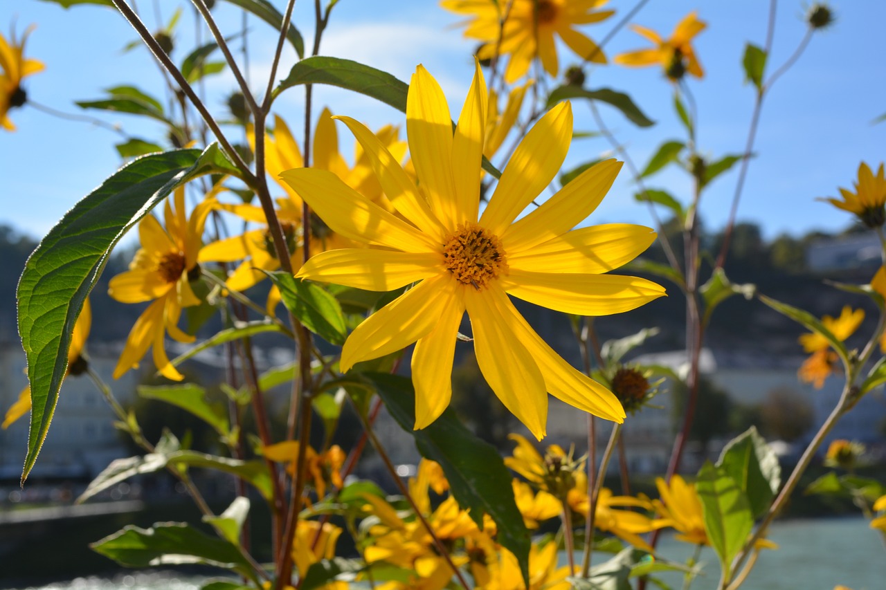 nature garden flowers free photo