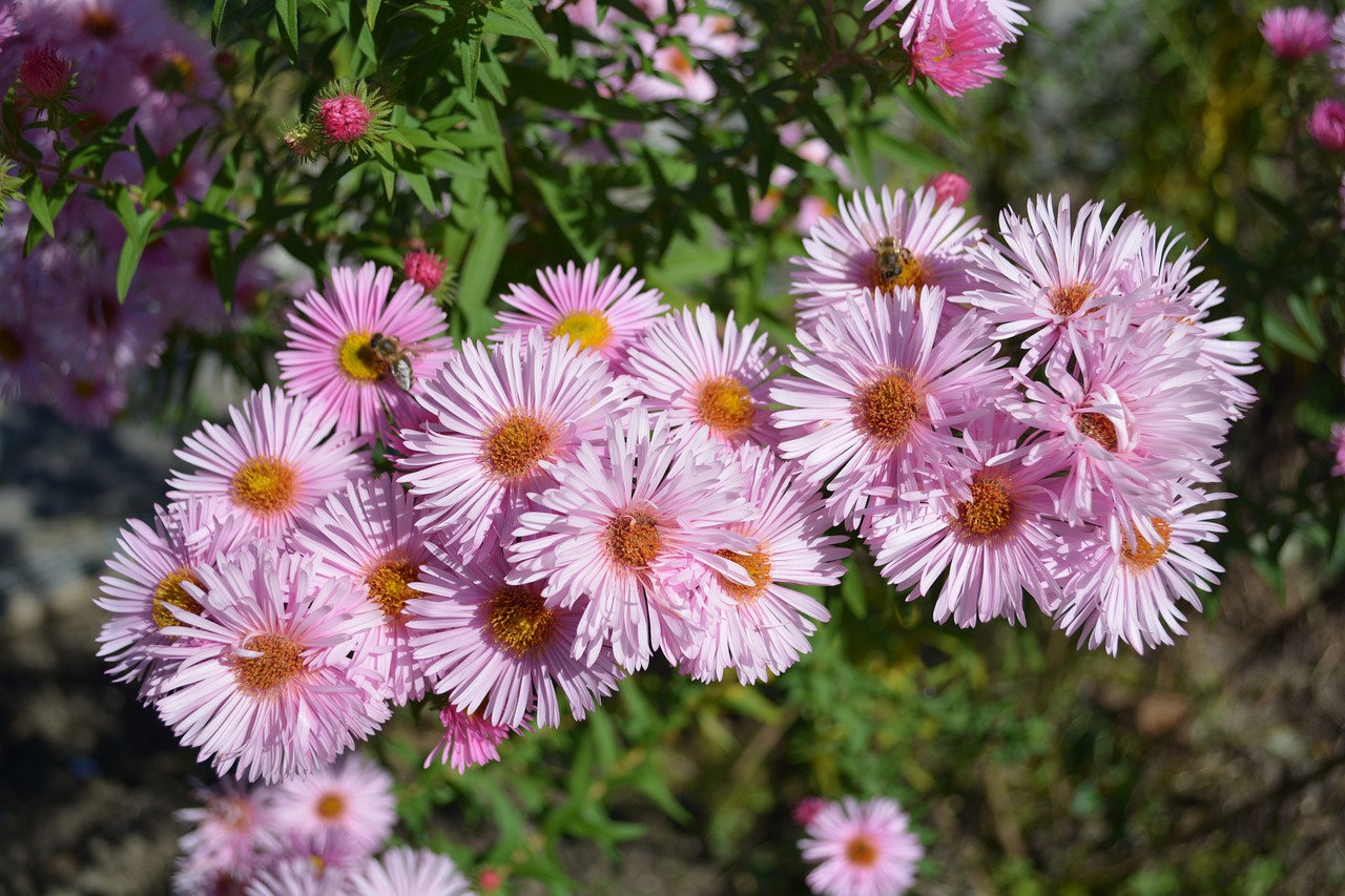 nature garden flowers free photo