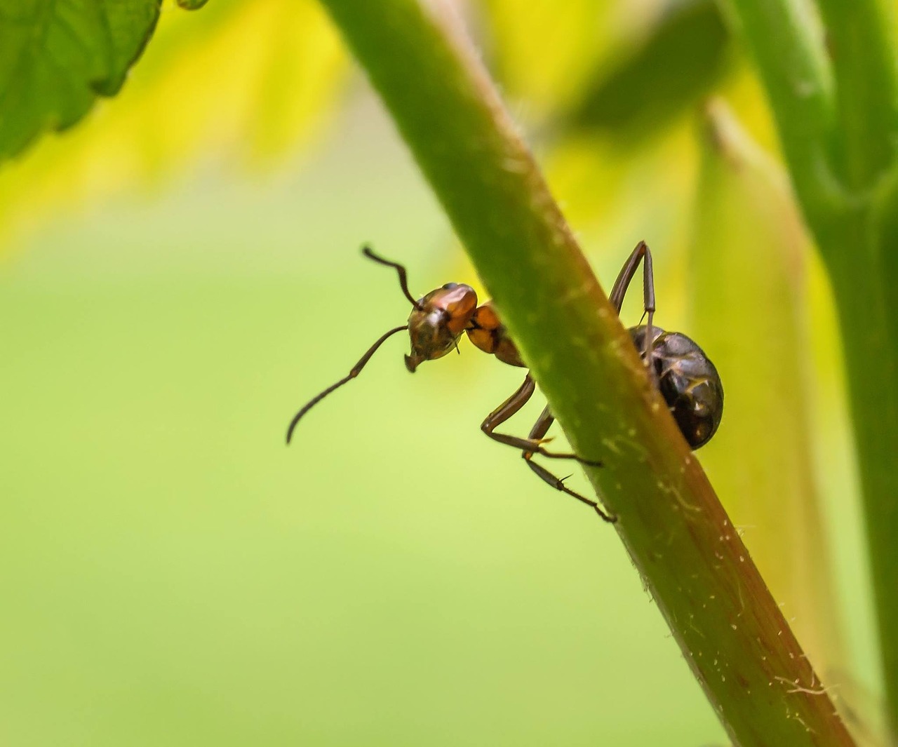 nature ant insect free photo