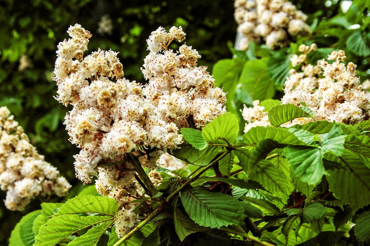 nature blossom bloom free photo