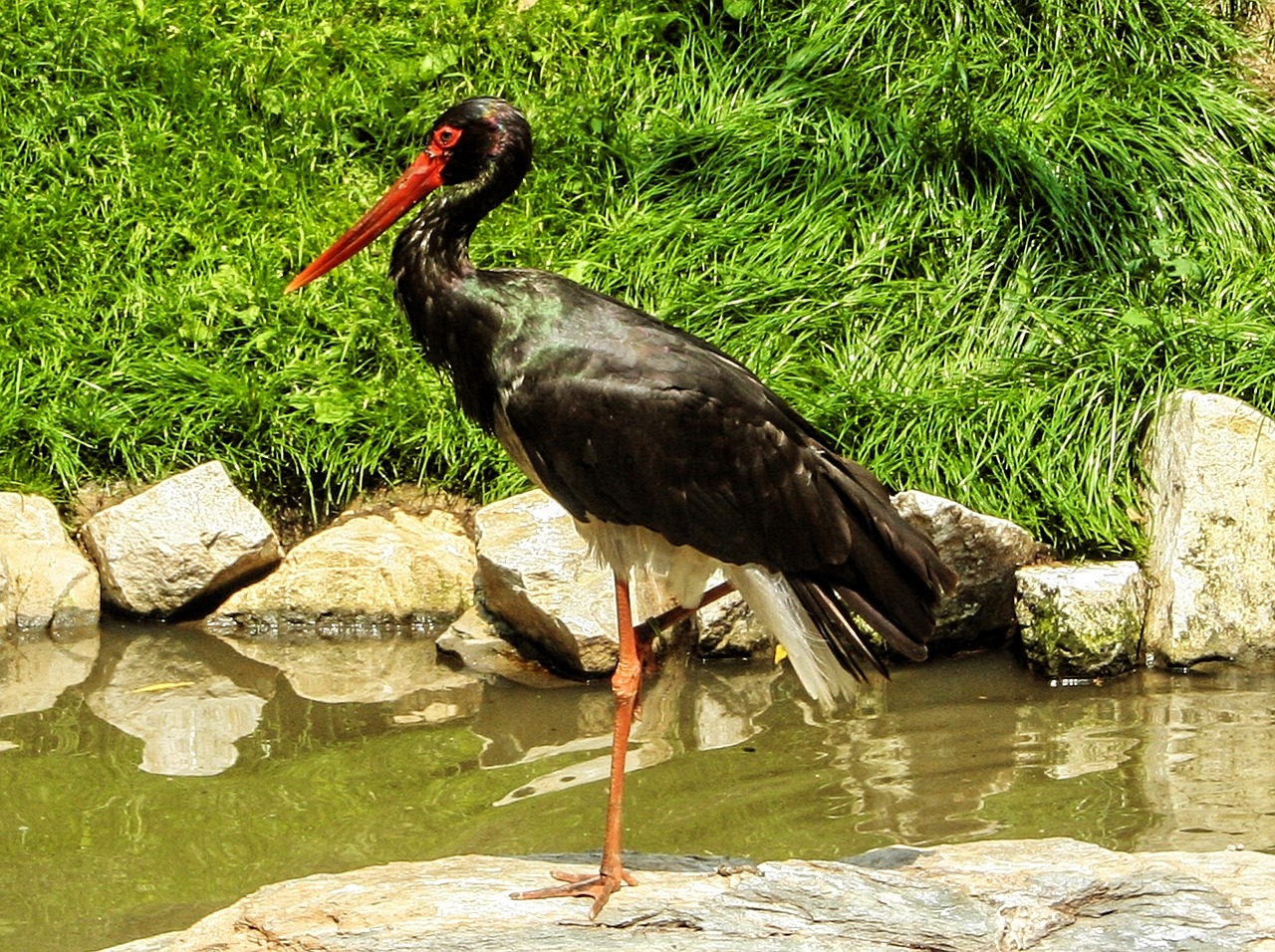 nature bird stork free photo