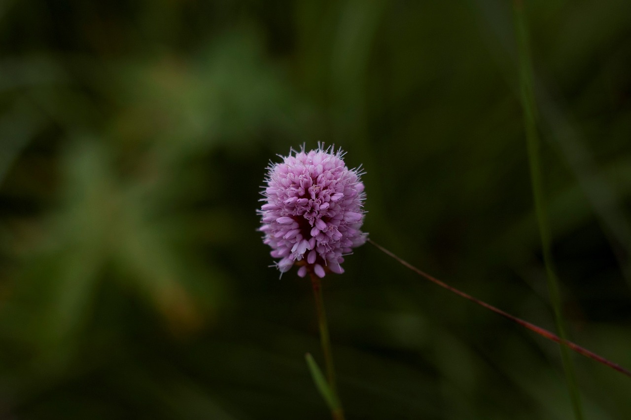 nature flower clover free photo