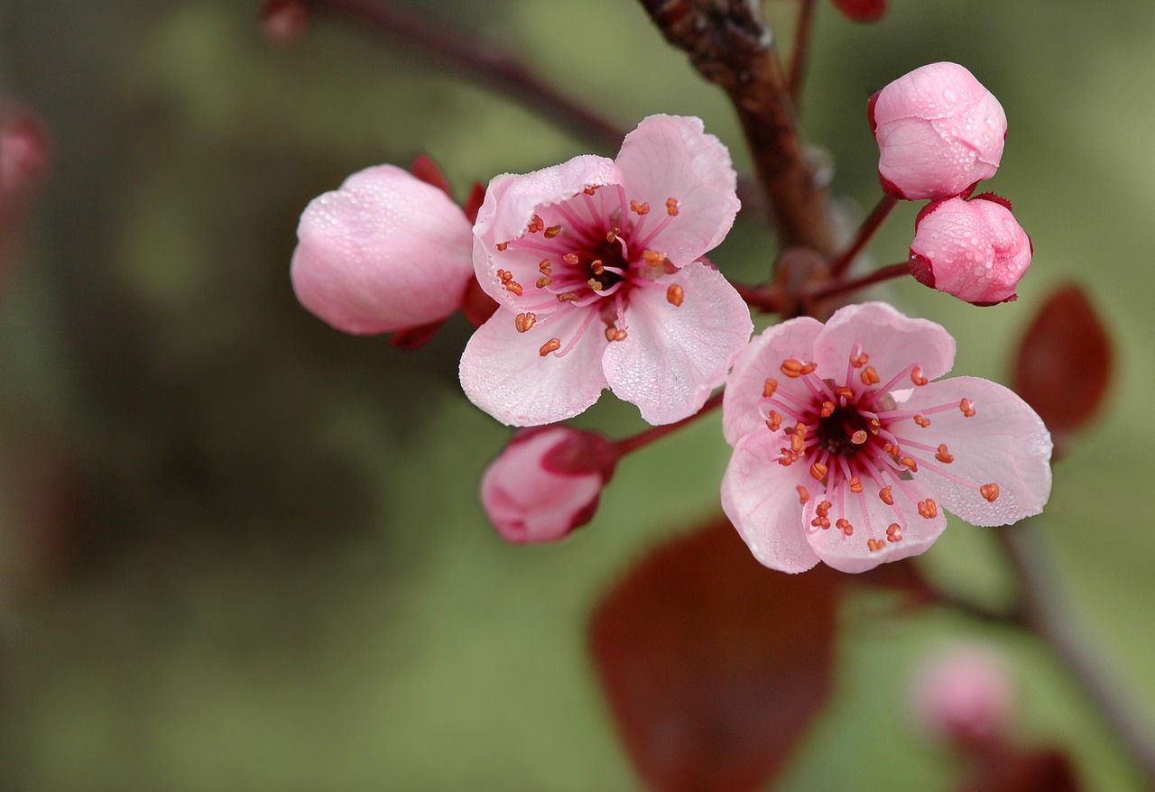 nature spring flowers free photo