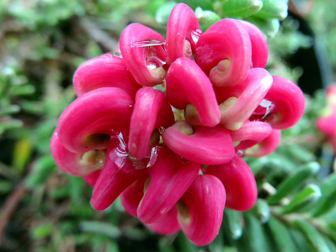 nature flower pink free photo