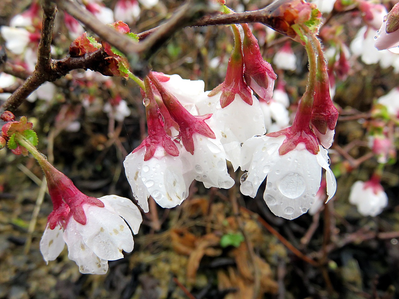 nature flower white free photo