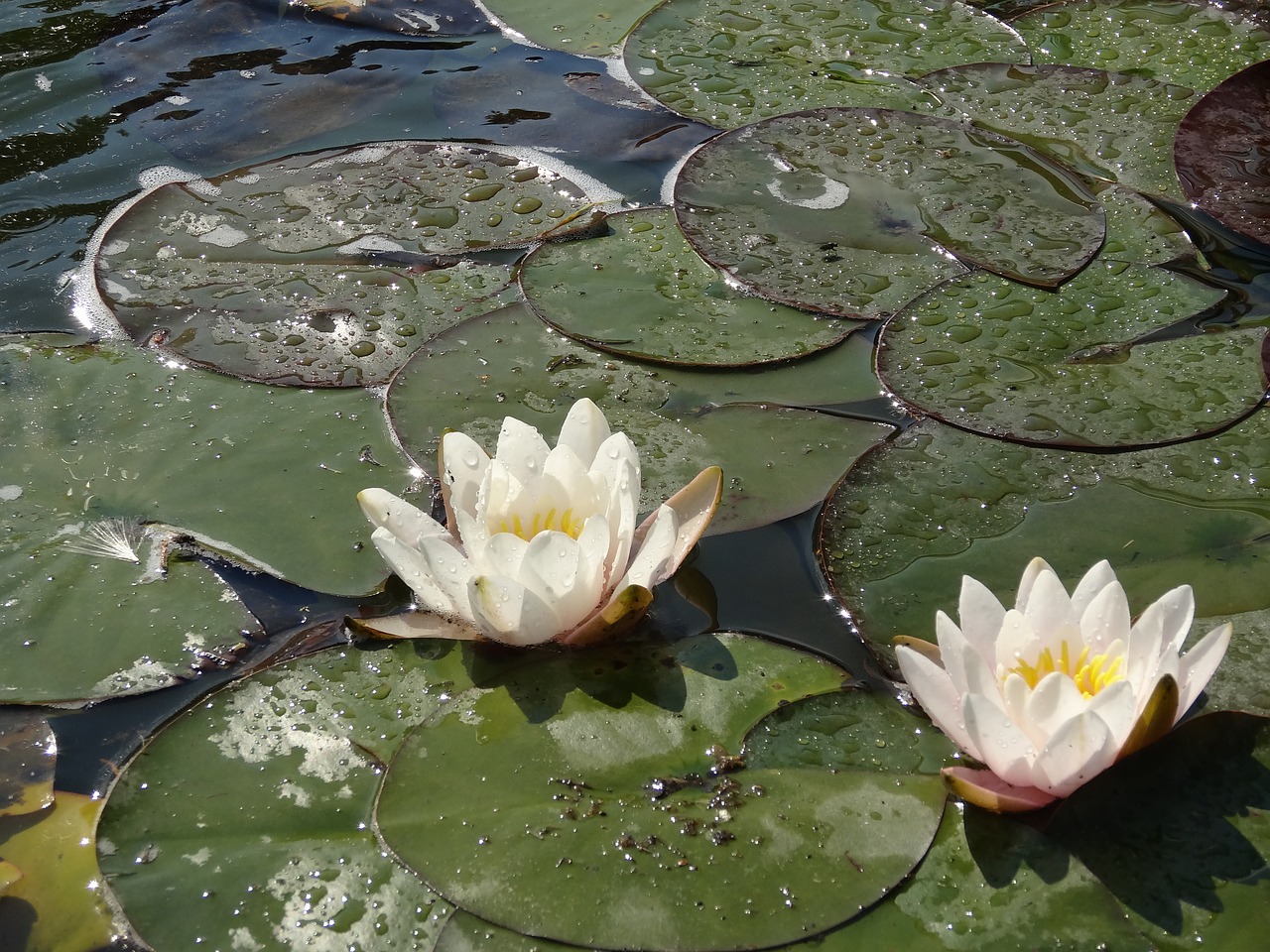 nature plants water polo free photo