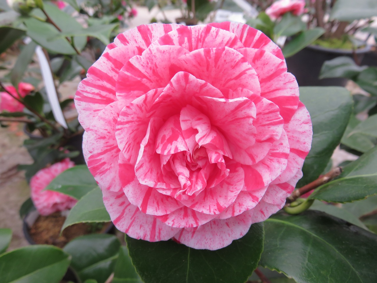 nature flower camelia free photo