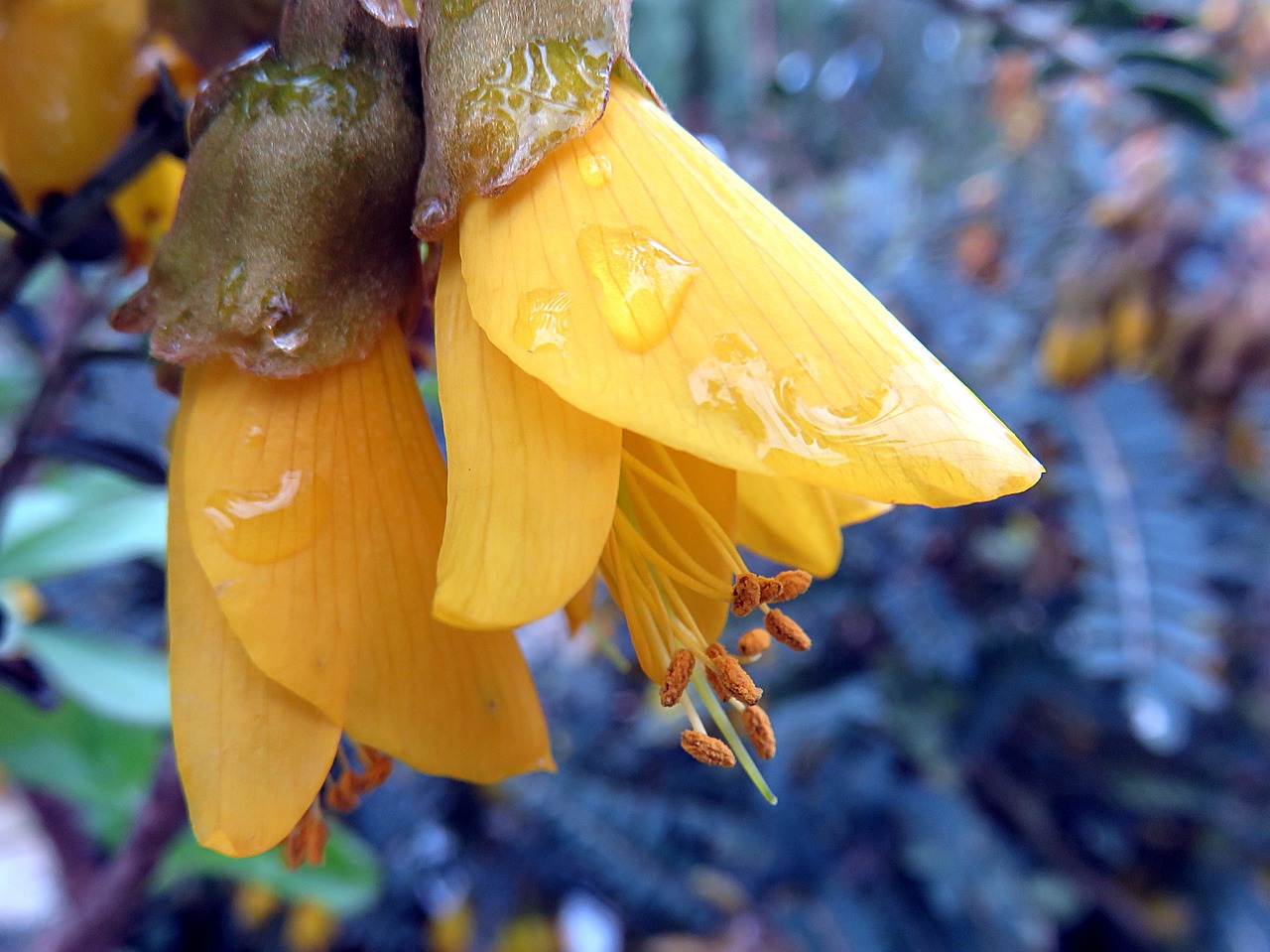 nature flower sophora free photo