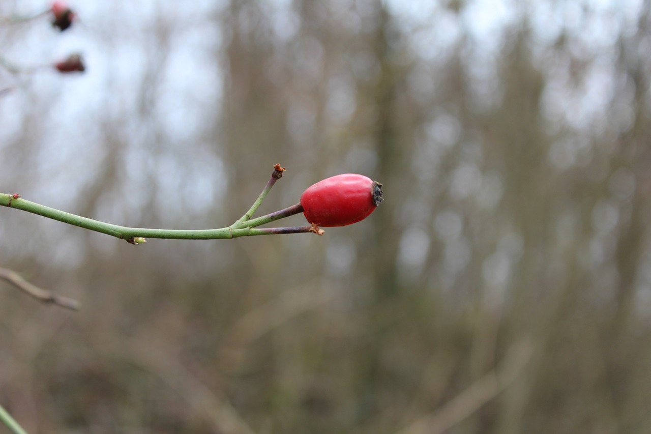 nature rose hip red free photo