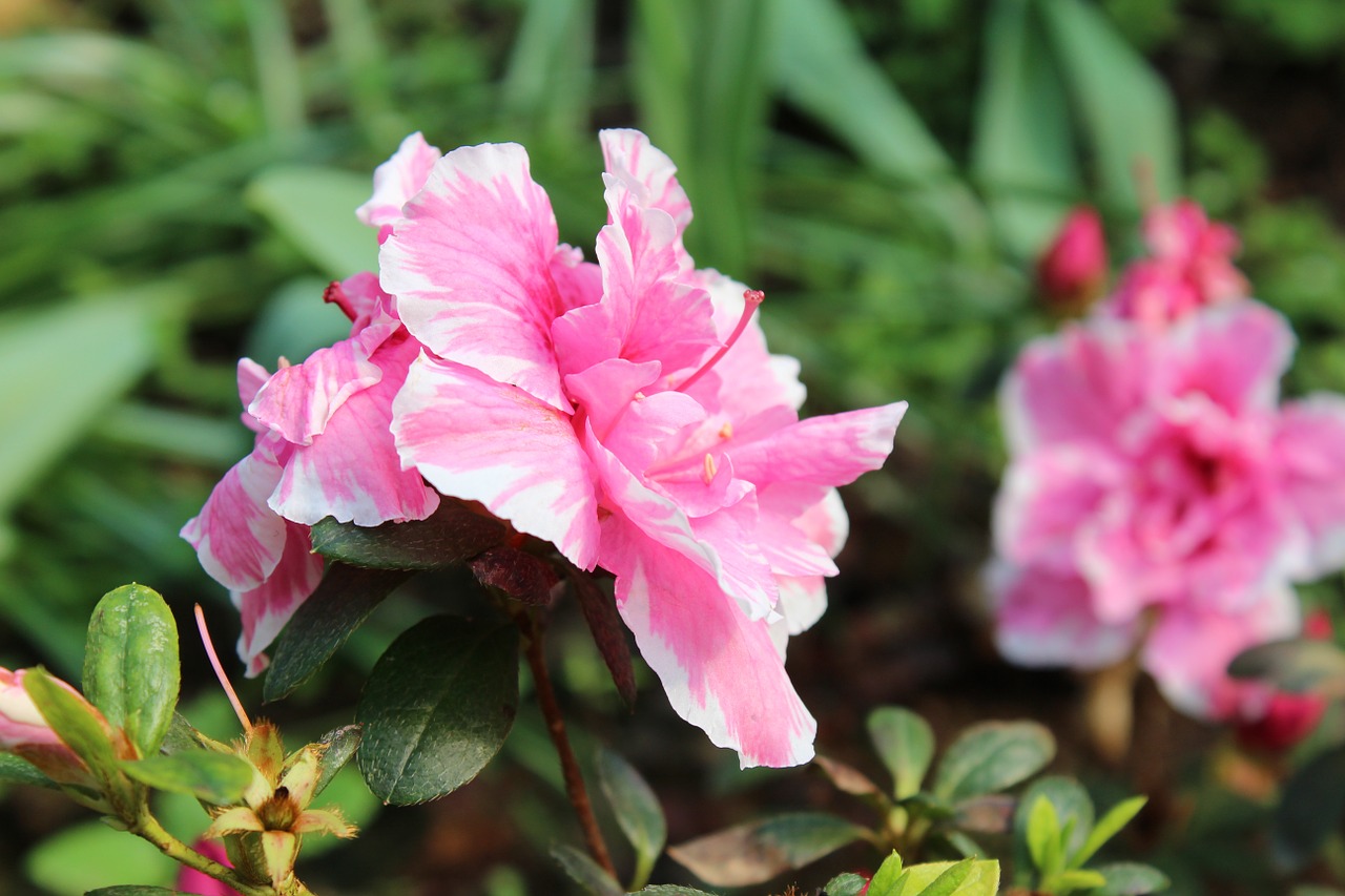 nature flowers red free photo