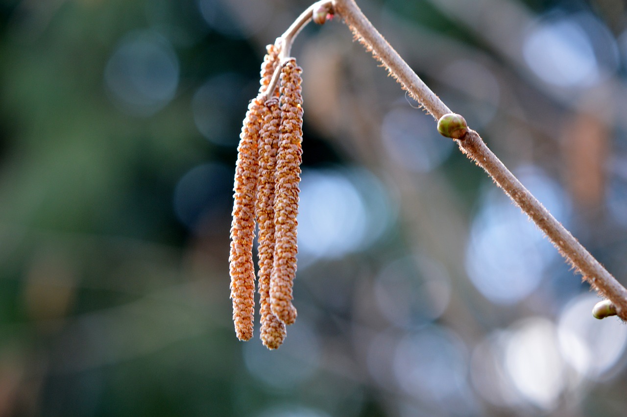 nature plant close free photo