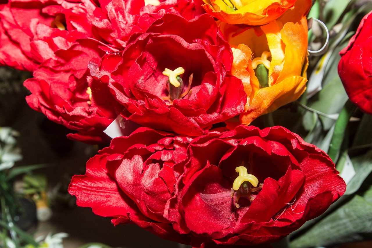 nature flowers tulips free photo