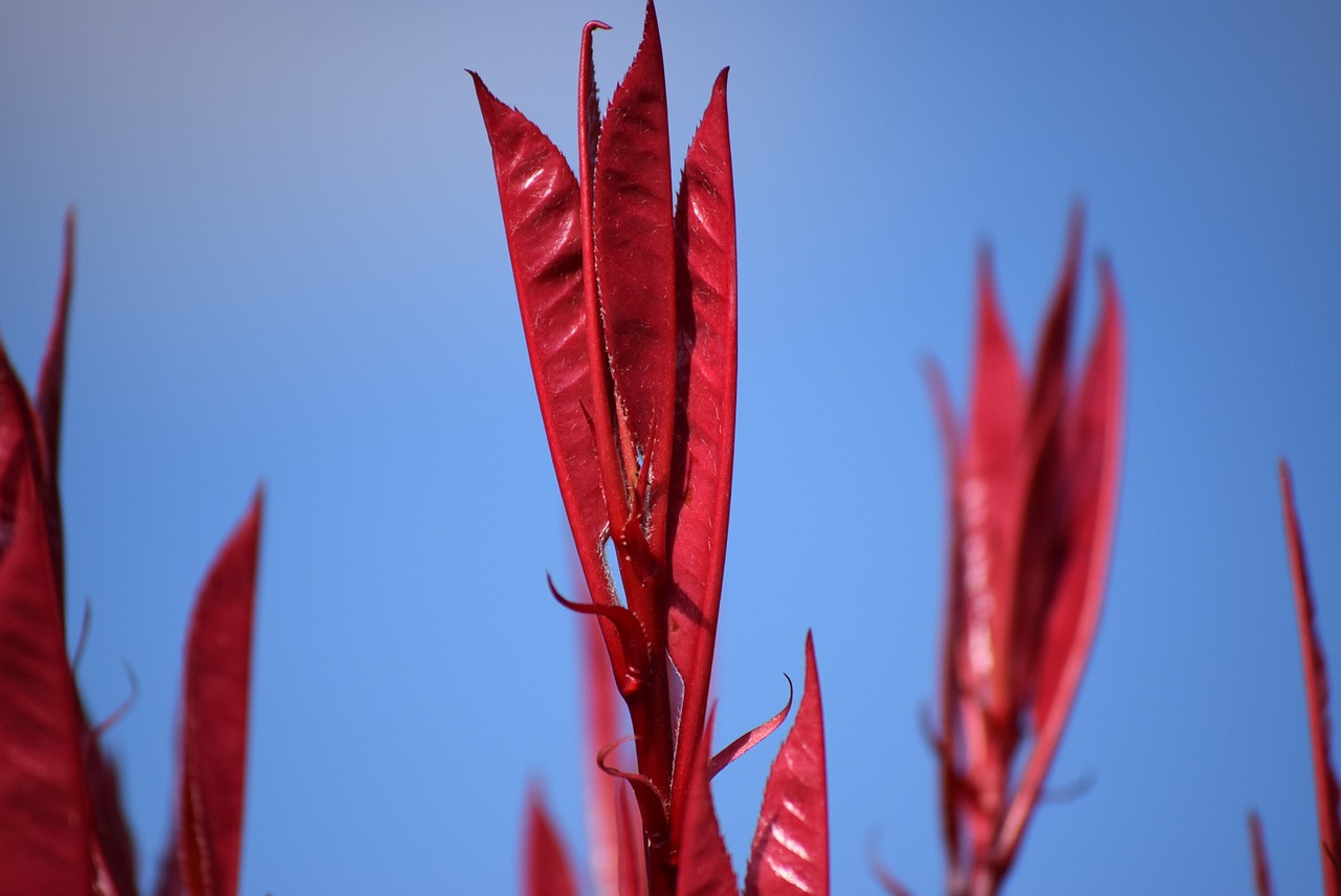 nature buds garden free photo