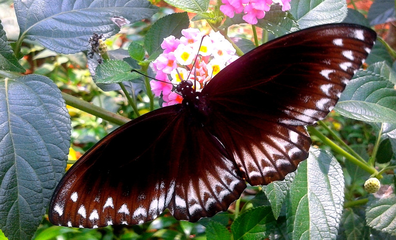 nature butterfly flower free photo