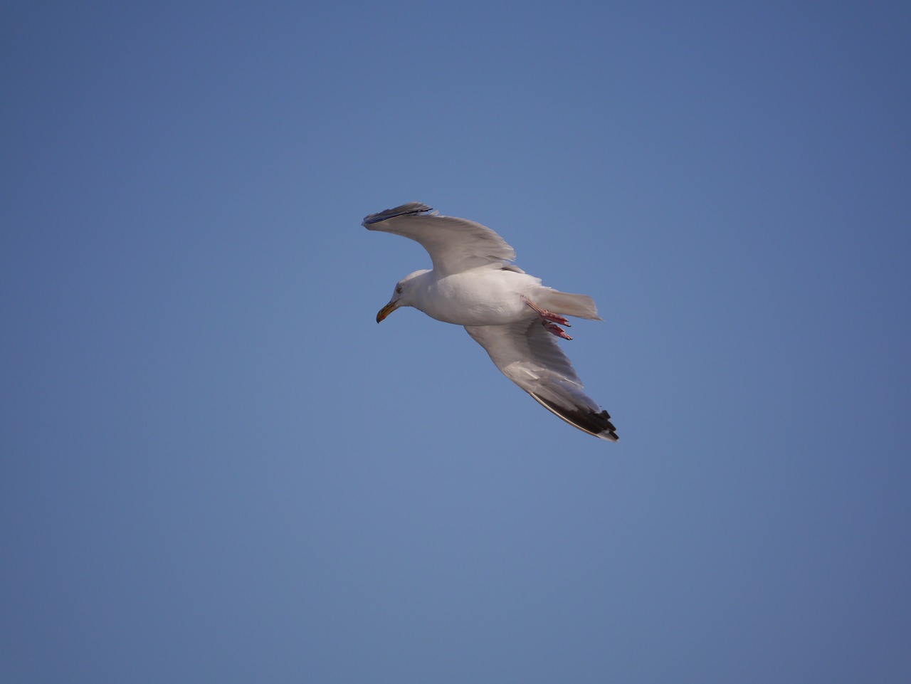 nature bird seagull free photo