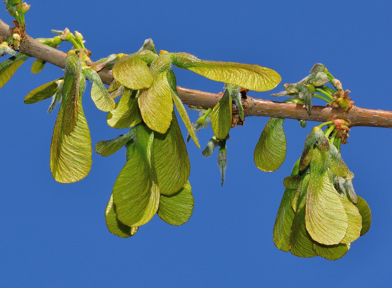 nature maple saccarinum free photo