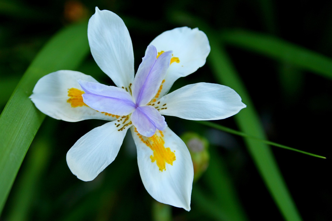 nature flower plant free photo