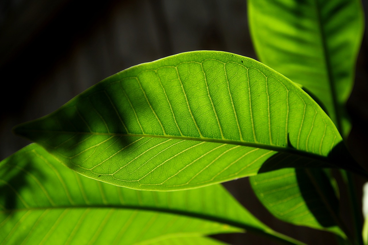 nature green leaf free photo