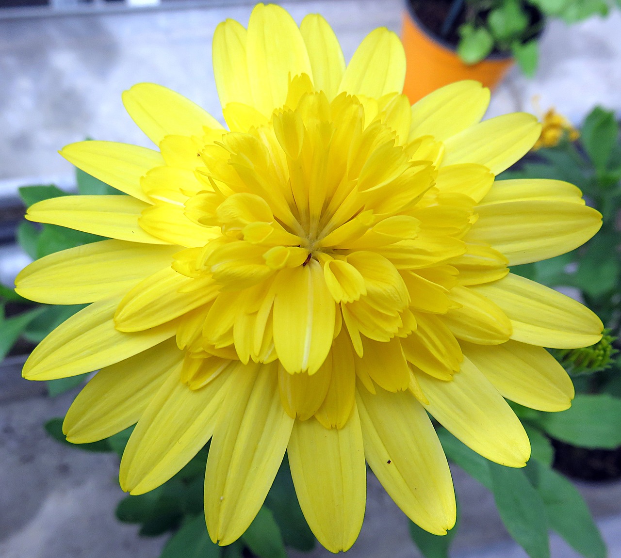 nature flower yellow free photo