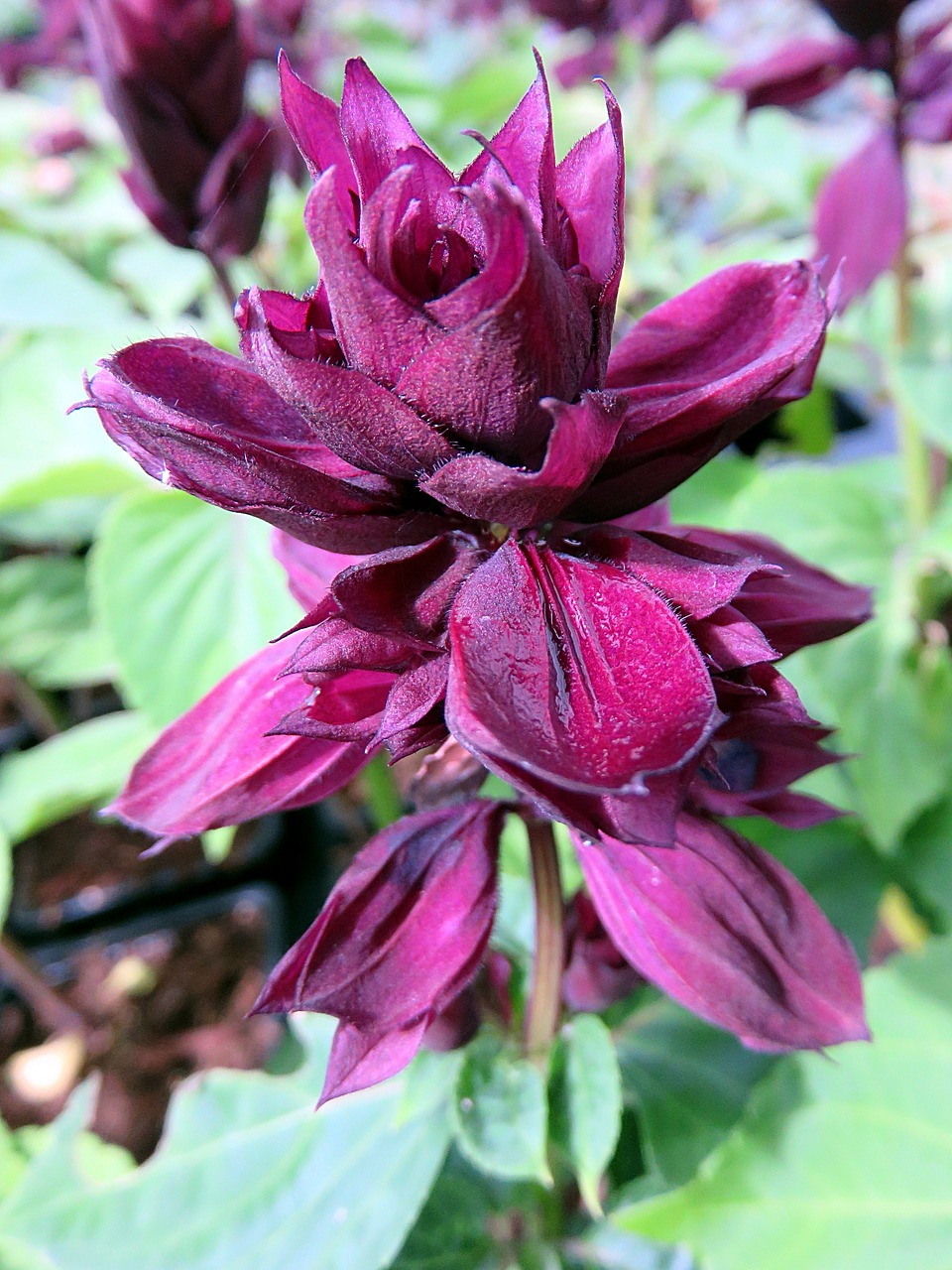 nature flower sage free photo