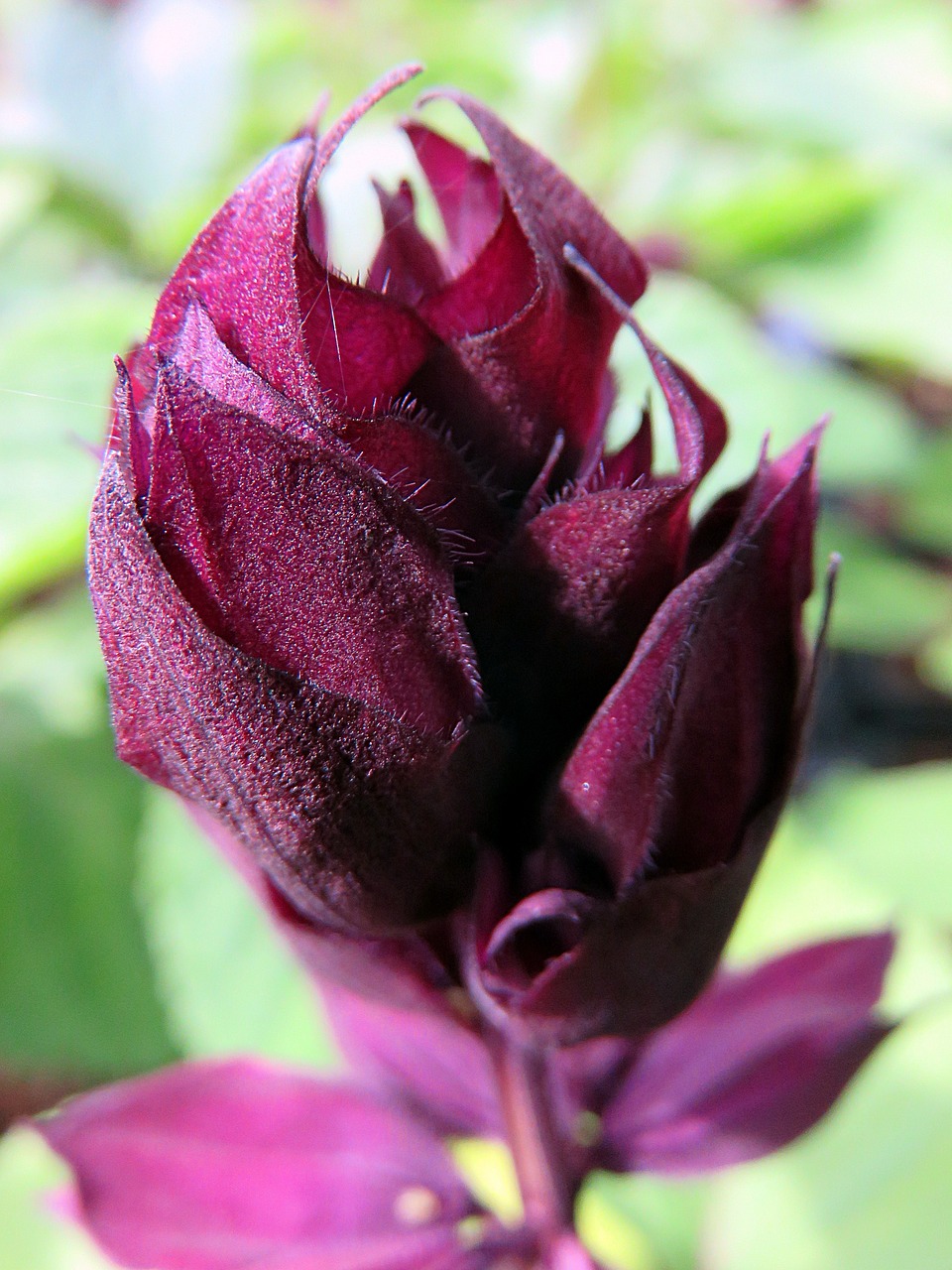 nature flower sage free photo