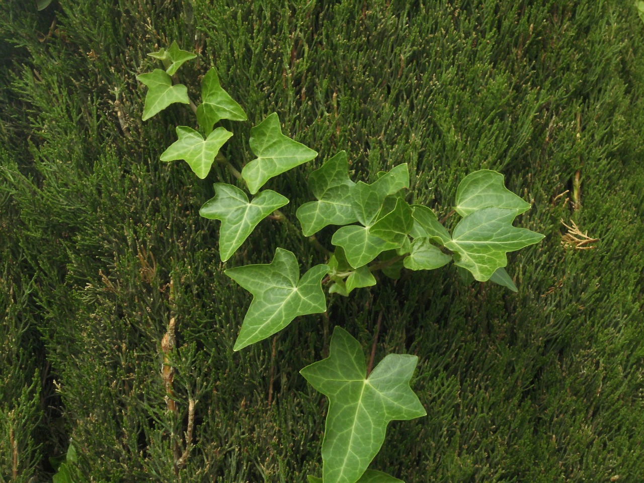 nature branch ivy free photo