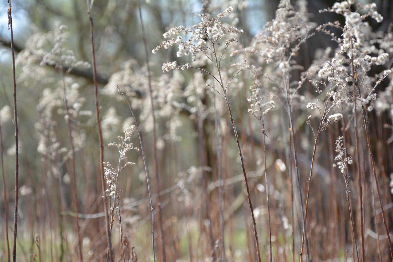 nature seeds herbs free photo