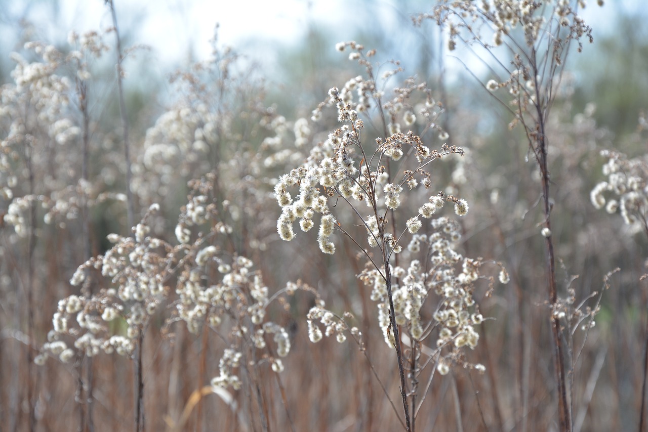 nature seeds herbs free photo