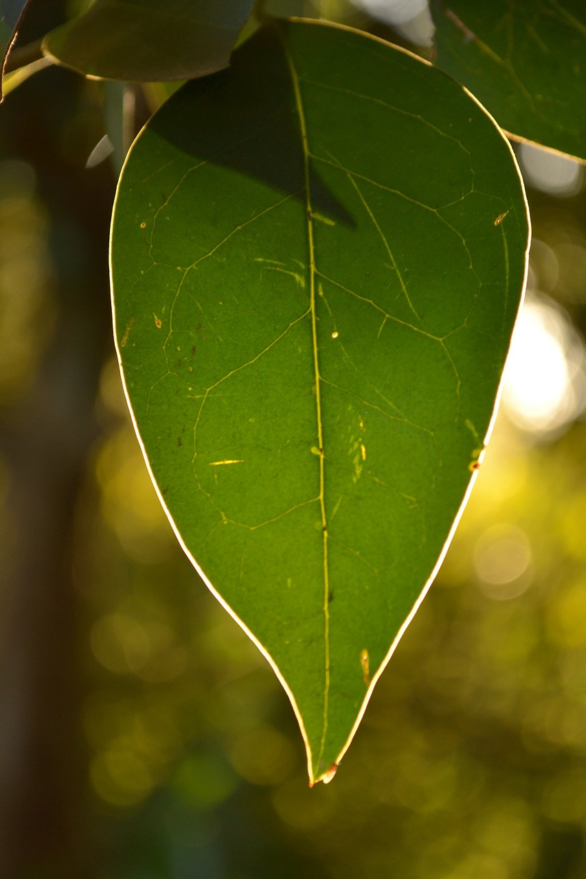 nature leaf tree free photo