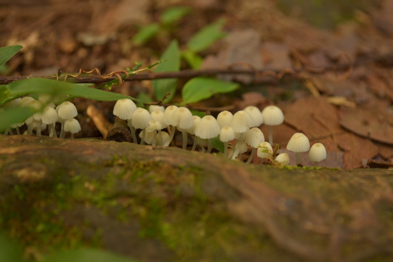 nature mushrooms fungi free photo