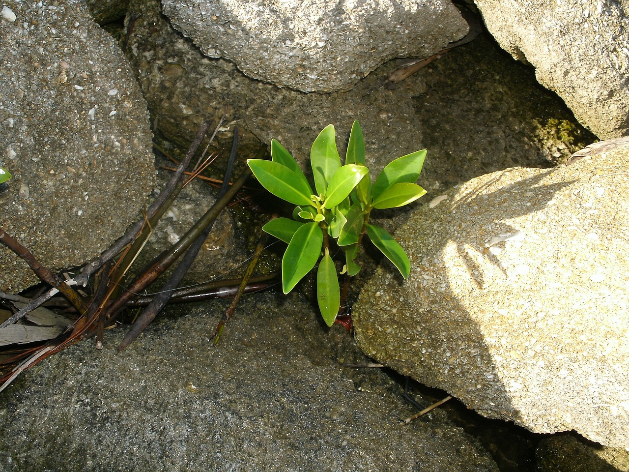 nature plant natural free photo