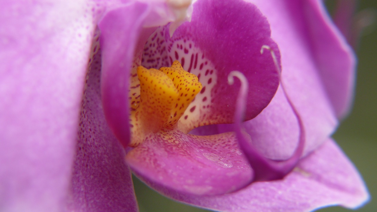 nature orchid flower free photo