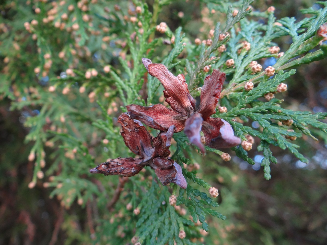 nature conifer branch free photo